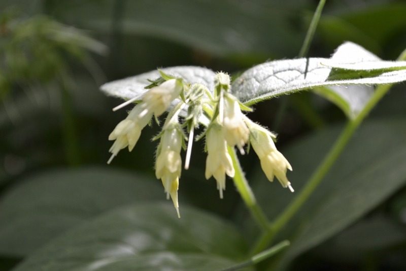 Symphytum bulbosum